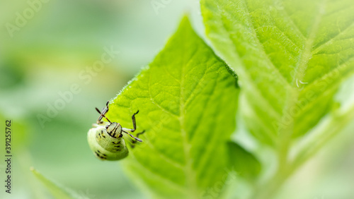 European Green Shield Bug on a green leaf - macro shot.