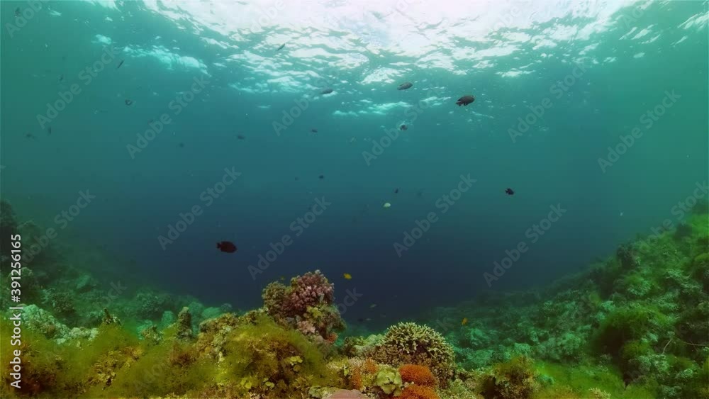 Underwater fish garden reef. Reef coral scene. Coral garden seascape. Philippines. Underwater fish garden reef. Reef coral scene. Coral garden seascape. Philippines.