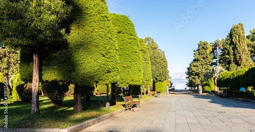 Slika na platnu Trimmed alei trees on the boulevard