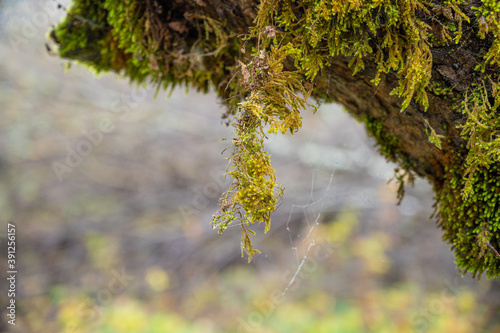 moss in the wind