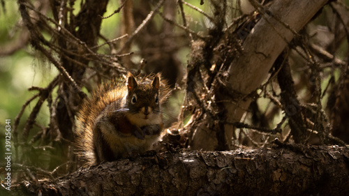 Backlit Canadian Red Squirrel (wild) sitting on a tree branch, natural habitat in background.