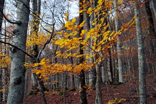 Leaves in the autumn forest. Autumn landscape. Biogradska Gora National Park, Montenegro.
