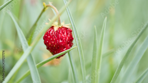 Contrast rich marco shot of a wild strawberry.
