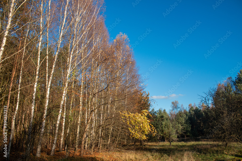 Fototapeta premium The forest in the fall season