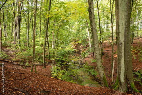Fototapeta Naklejka Na Ścianę i Meble -  The forest in the fall season