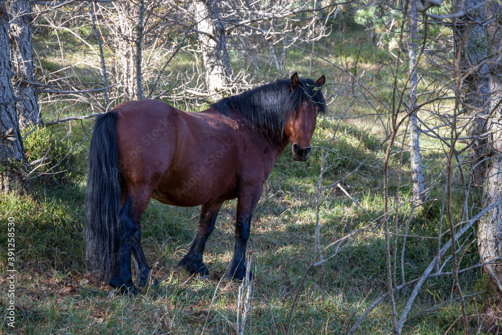 Fototapeta premium Wild horse near Giacopiane Lake in autumn, Genoa province, Liguria, Italy