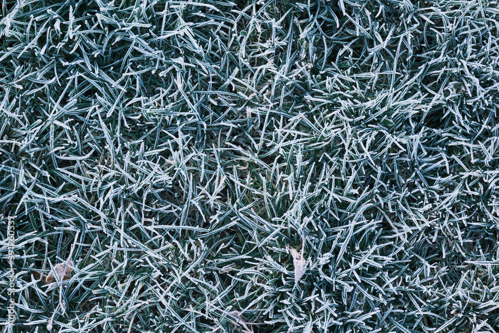 Winter morning ice and frost on the grass top view. Frost background Winter morning ice and frost on the grass top view. Frost background
