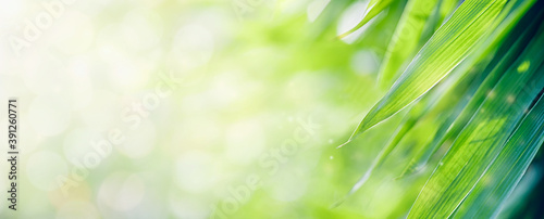 Bamboo leaves, Green leaf on bokeh blurred greenery background. Beautiful leaf texture in sunlight.