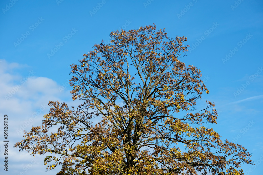 autumn leaves of Ginkgo Biloba autumn leaves of Ginkgo Biloba