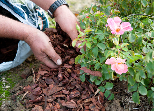 Gardener uses the pine bark to mulch a rose bush, in anticipation of the winter. Mulching is a cultivation technique.
 photo