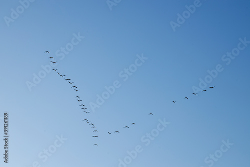 Flock of flying geese at blue sky. Netherlands