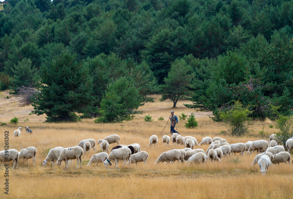 Fototapeta premium Ion Laskibar Shepherd, Santa Orosia Range, Jacetania, Huesca, Aragon, Spain, Europe