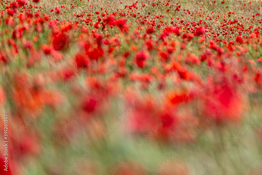 An Abstract Photograph of a Poppy Field