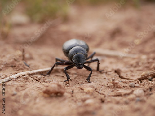 Macrophotograph of a large black beetle Pimelia capito with a dent in the shell crawling on the ground red-brown on a Sunny summer day. An insect in its natural environment.