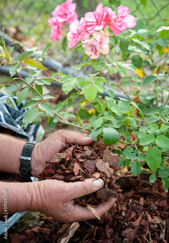 Gardener uses the pine bark to mulch a rose bush, in anticipation of the winter. Mulching is a cultivation technique. 