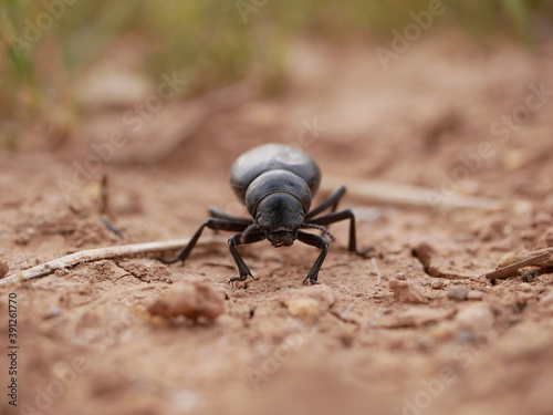 Macrophotograph of a large black beetle Pimelia capito with a dent in the shell crawling on the ground red-brown on a Sunny summer day. An insect in its natural environment.