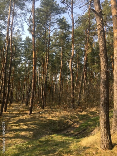 pine forest in autumn