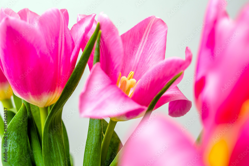 Bouquet of pink tulips on white background
Bouquet of pink tulips on white background