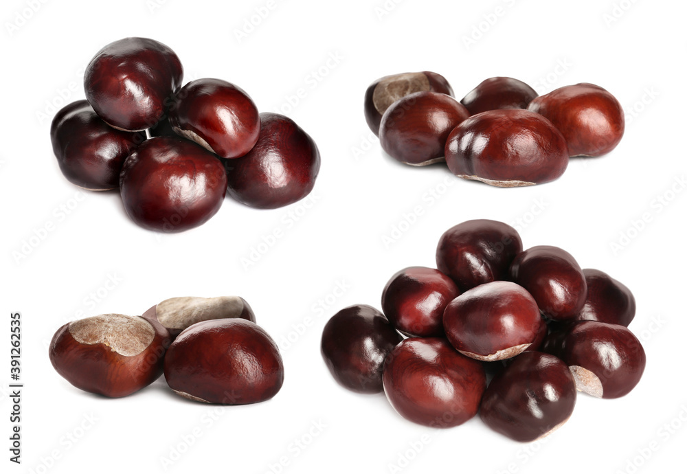 Set of brown horse chestnuts isolated on white Set of brown horse chestnuts isolated on white