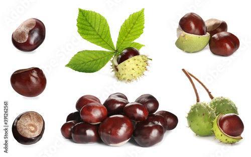 Set of brown horse chestnuts with green leaf isolated on white