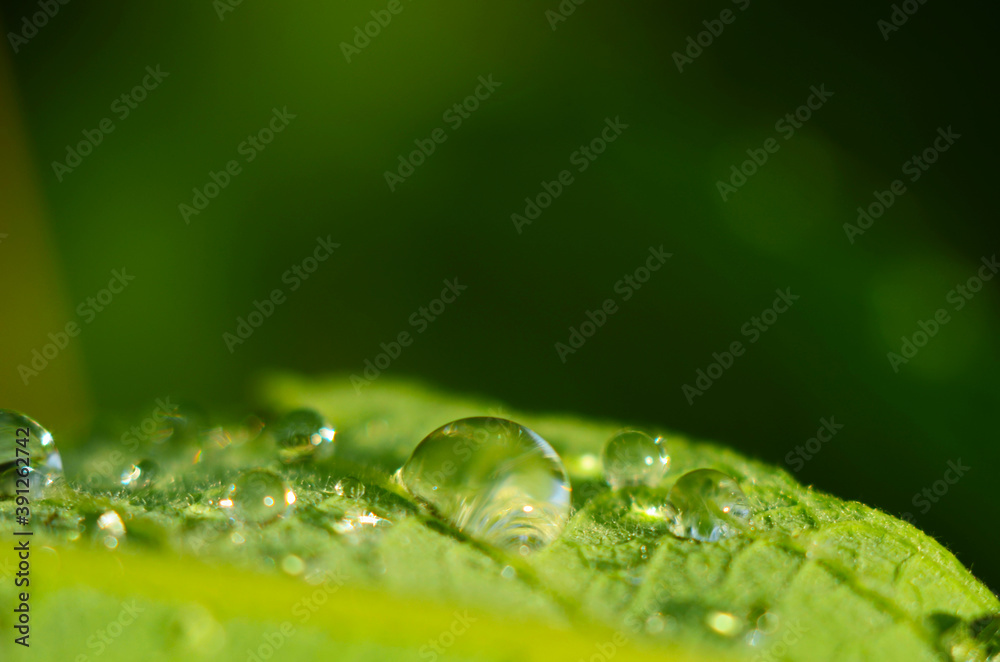 water drops on the green grass close up water drops on the green grass close up
