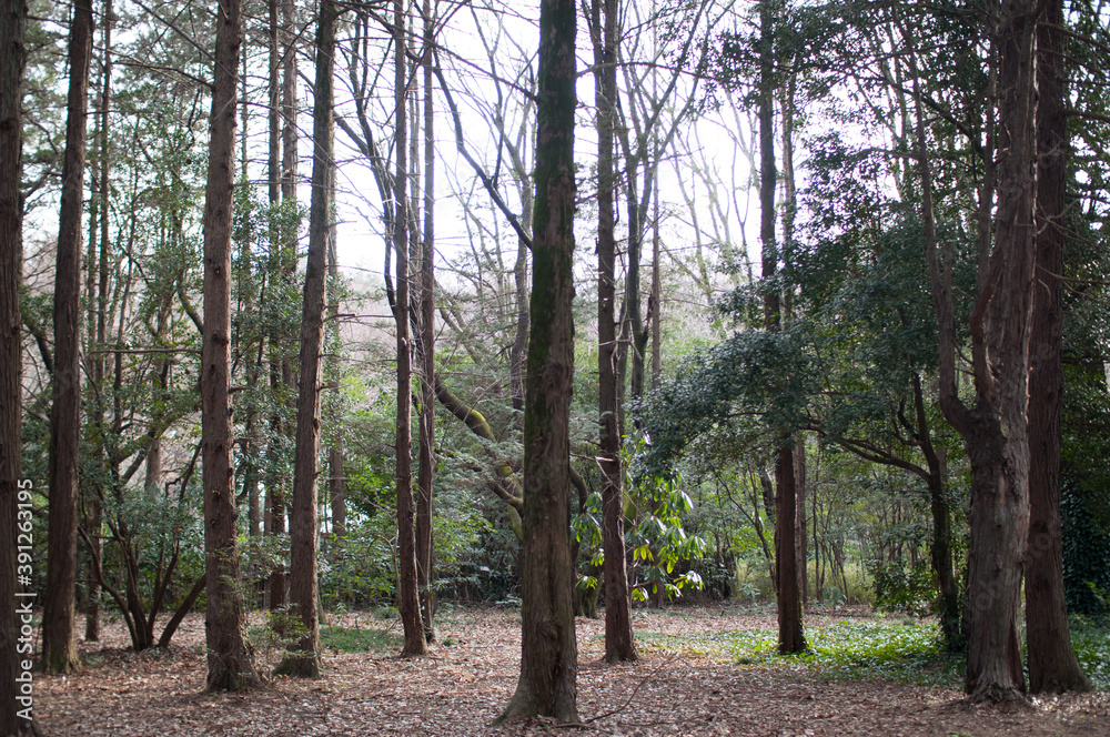 光が丘公園の木々
光が丘公園の木々