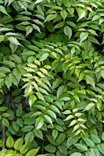 Climber plants background  Ouro Preto  Brazil