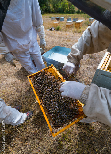 Pedro Arto Beekeeper, Aragües del Puerto Village, Jacetania, Huesca, Aragon, Spain, Europe © JUAN CARLOS MUNOZ