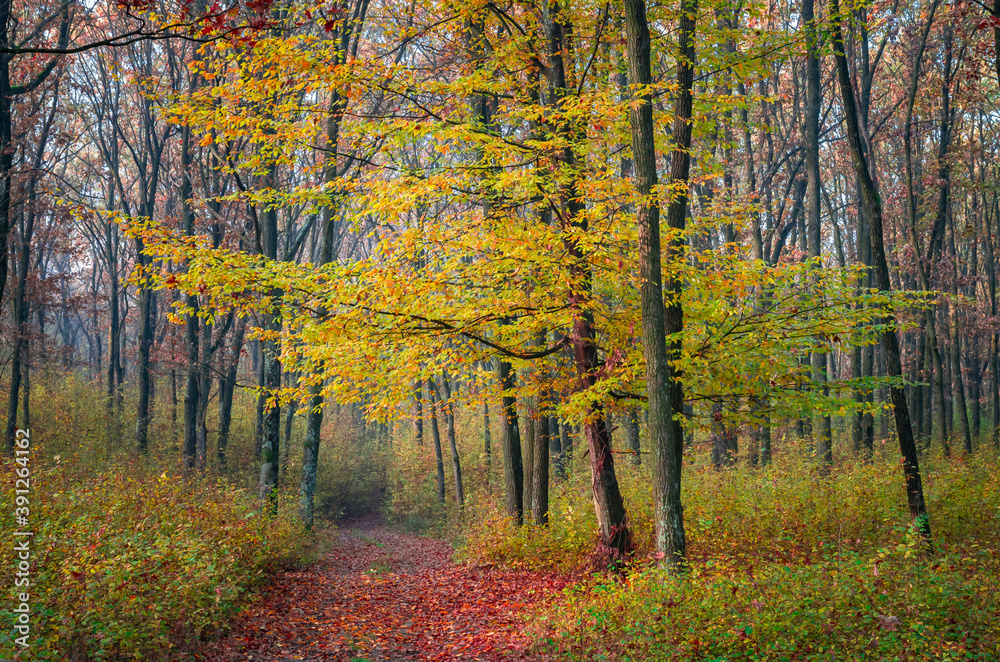 Misty autumn morning in forest, Carpathian Mountains, Romania. Vivid fall colors in forest. Scenery of nature with sunlight through branches of trees. Colorful Autumn Leaves. Green, yellow, orange, re