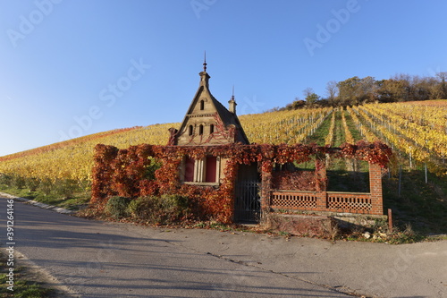 Colourful Vineyards in Autumn, View from the Wartberg, Heilbronn, Baden-Württemberg, Germany, Europe