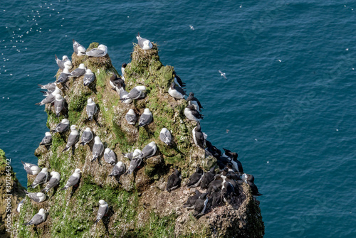 Red-legged Kittiwakes (Rissa brevirostris) and Thick-billed Murres (Uria lomvia) at colony in St. George Island, Pribilof Islands, Alaska, USA photo