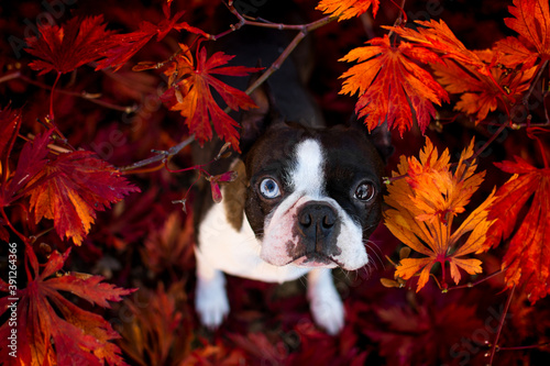 Boston terrier in autumn background, breed, dog, 