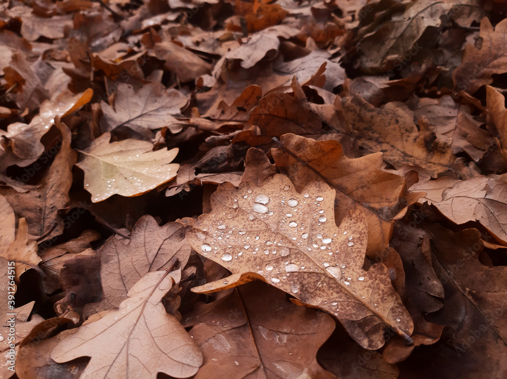 A carpet of oak leaves dripping with morning dew. A carpet of oak leaves dripping with morning dew.
