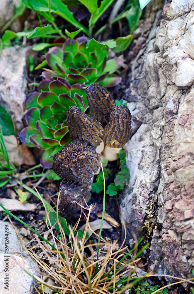 Botany, Morel Mushroom Botany, Morel Mushroom