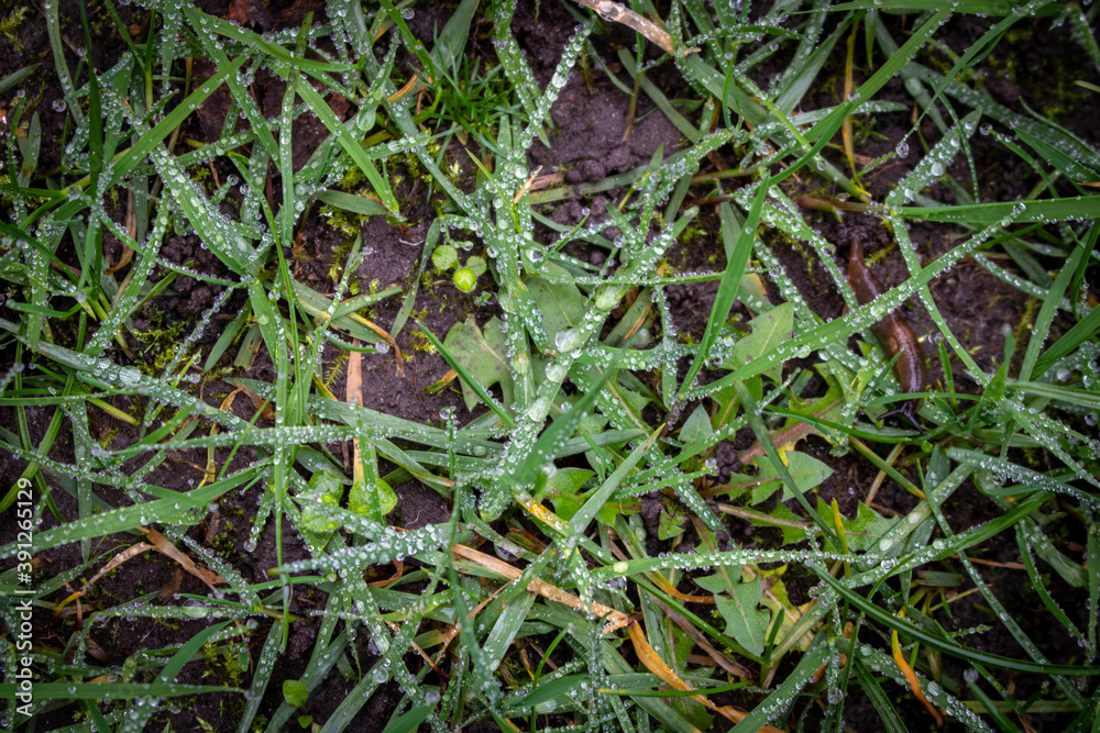 Dew drops on green plants. Abstract green background. Selective focus.