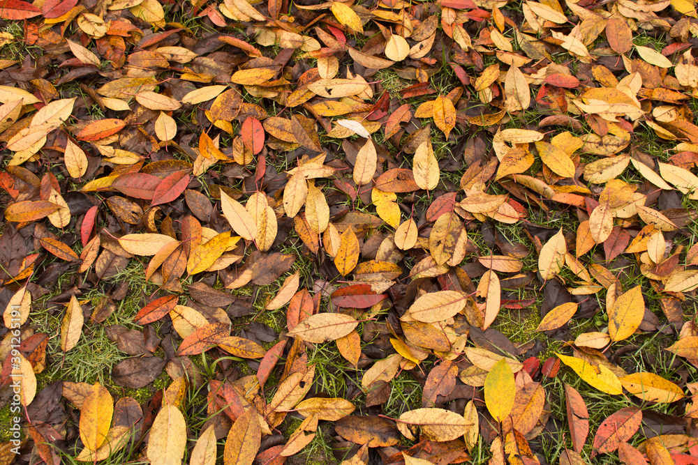 Abstract background of fallen leaves. The concept of autumn.