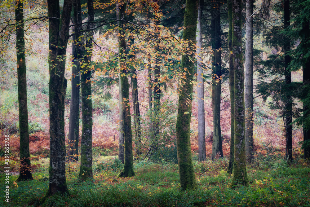 autumn fall woodland Cornwall England uk idless autumn fall woodland Cornwall England uk idless