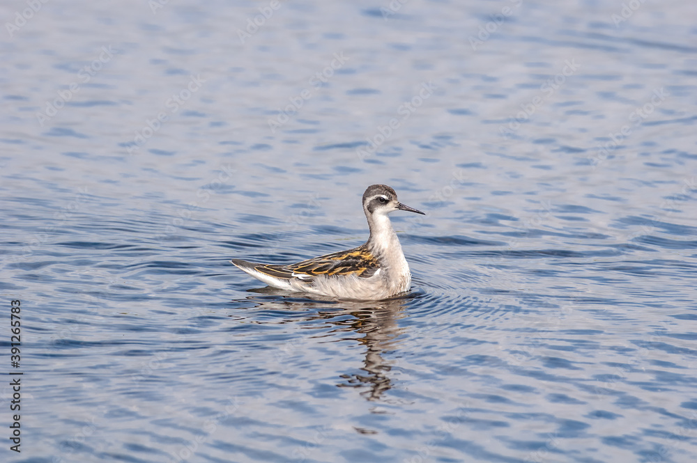 Fototapeta premium Immature Red-necked Phalarope (Phalaropus lobatus) in Barents Sea coastal area, Russia