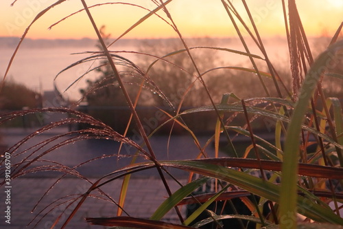 Herbst Stimmung am See  Schilf Halme   Sonnenaufgang mit Morgenrot  Kulkwitzer See  Leipzig  Sachsen