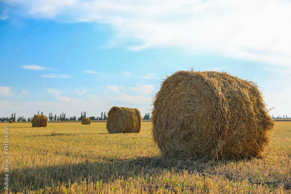 Round rolled hay bales in agricultural field on sunny day