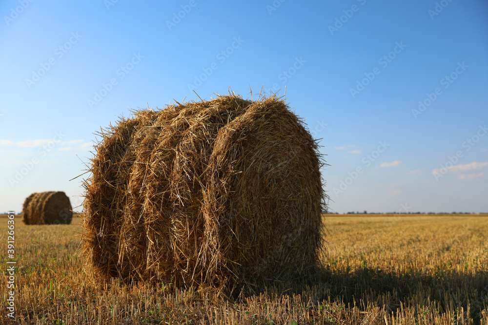 Round rolled hay bales in agricultural field on sunny day