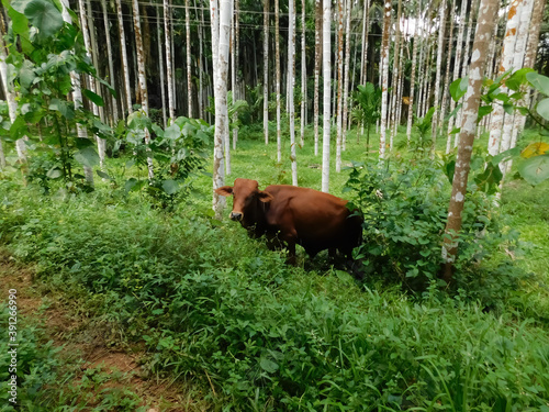 An Indian cow eating grass from a meadow