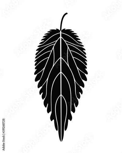 Nettle plant. Isolated nettle on white background