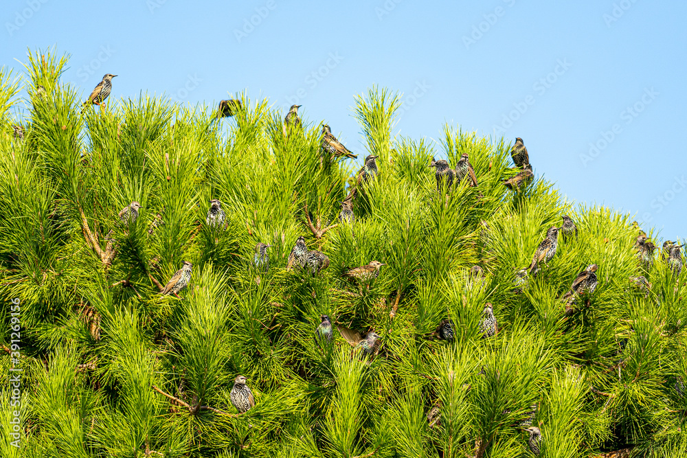 Many starlings are sitting on a pine tree in autumn Many starlings are sitting on a pine tree in autumn