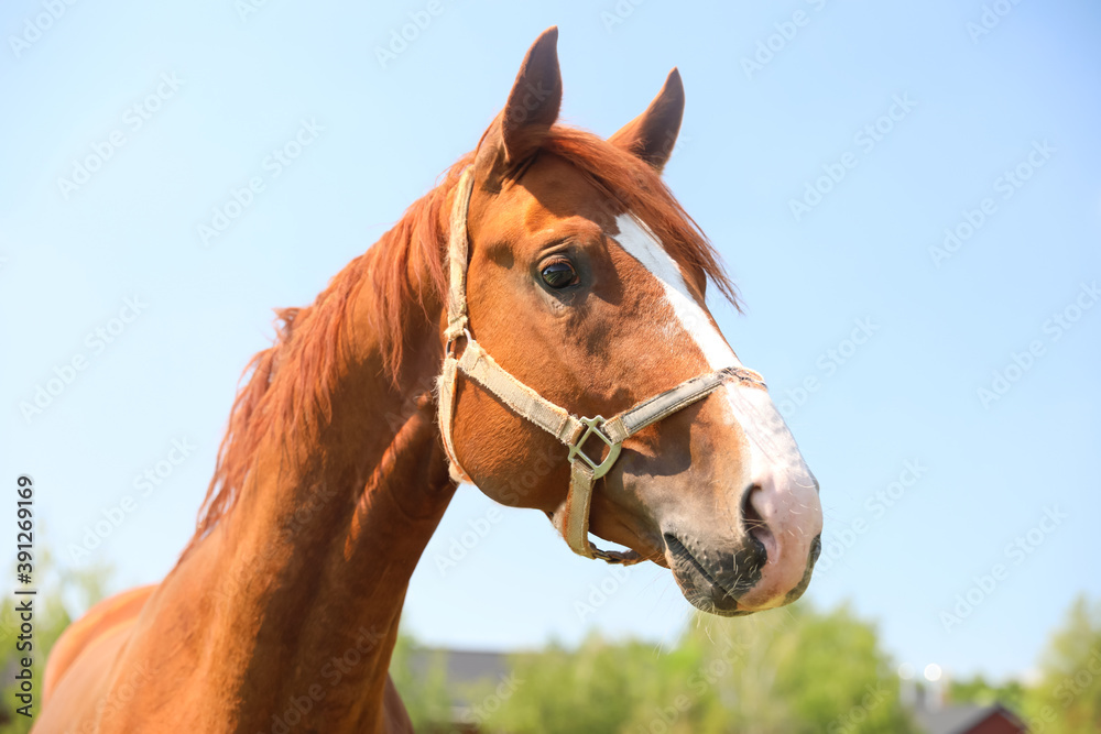 Chestnut horse outdoors on sunny day. Beautiful pet Chestnut horse outdoors on sunny day. Beautiful pet