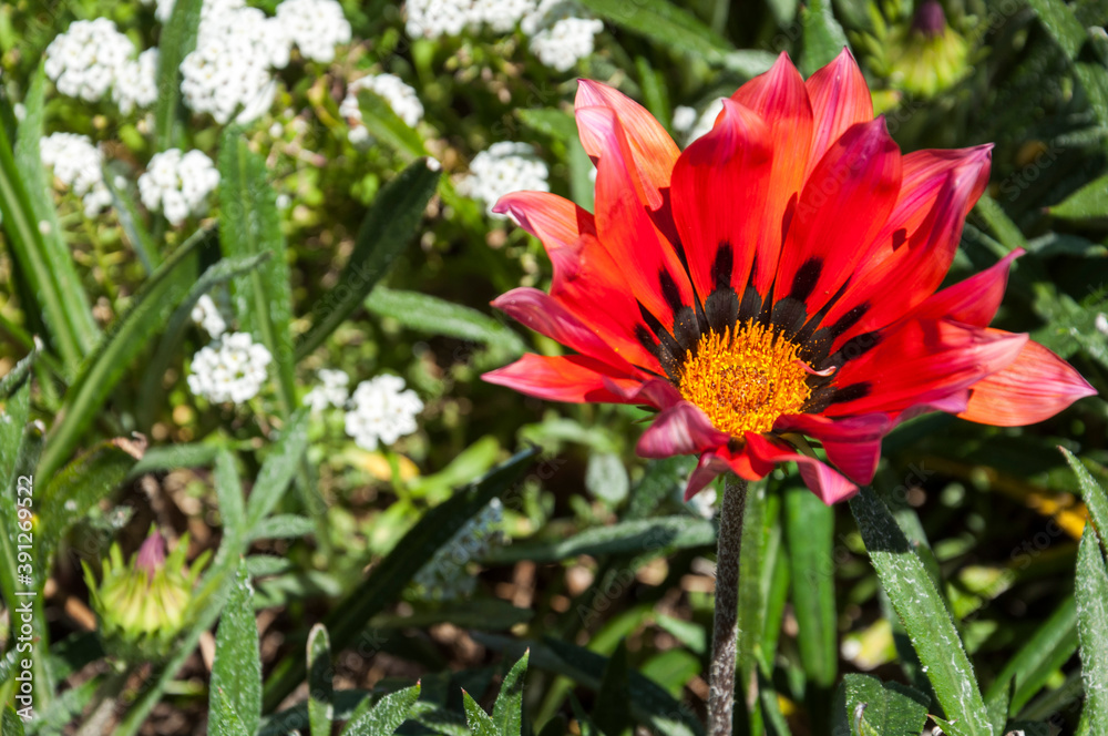 red and yellow dahlia red and yellow dahlia