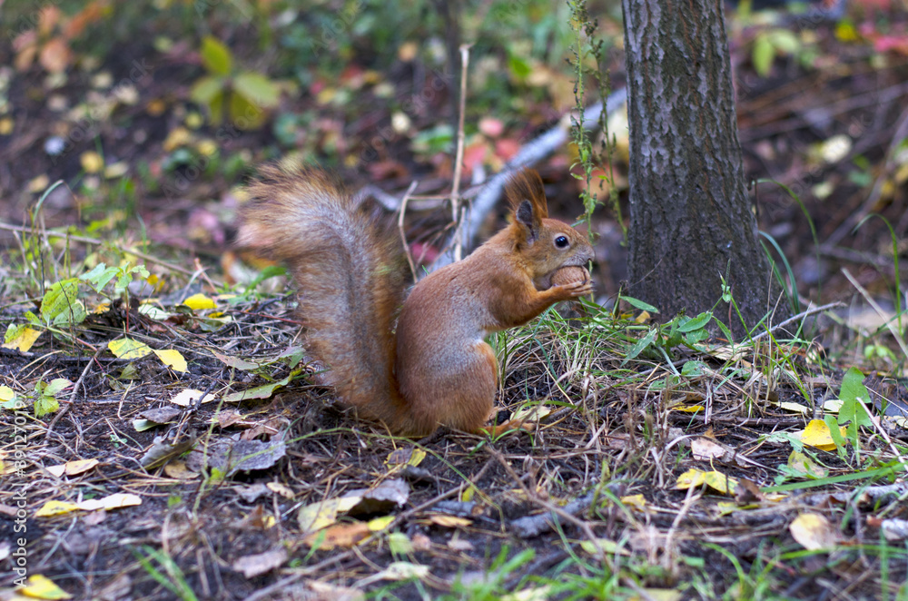 A wild squirell captured in a cold autumn day. Red squirell with nut. Animal A wild squirell captured in a cold autumn day. Red squirell with nut. Animal