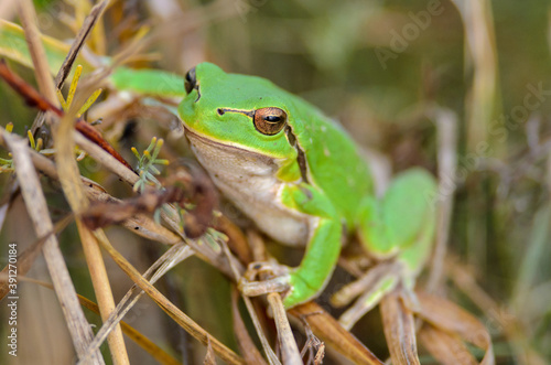 European tree frog - Hyla arborea in Hortobagy National Park, Hungary