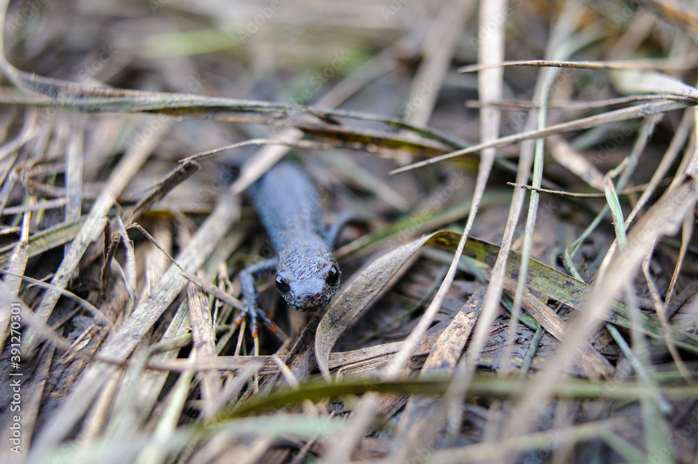 Danube crested newt - Triturus dobrogicus in Hortobagy National Park, Hungary Danube crested newt - Triturus dobrogicus in Hortobagy National Park, Hungary