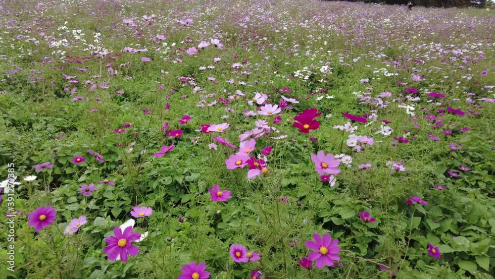 Autumn cosmos blooming on the hill